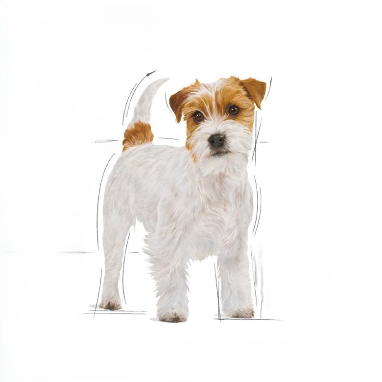 Jack Russell Terrier